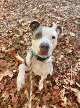 Rescue Pit Bull Terrier and Mixed Breed Dogs for Adoption in Fishers, Indiana - Apollo | PetCurious
