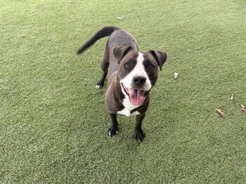 BENNY -  Pit Bull Terrier Dog for Adoption in Rowlett, Texas - BENNY | PetCurious