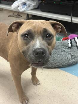 Darla -  Pit Bull Terrier Dog for Adoption in Ashland, Virginia - Darla | PetCurious