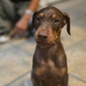 Gojira -  Doberman Pinscher Dog for Adoption in Chandler, Arizona - Gojira | PetCurious