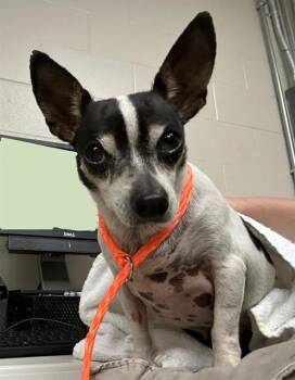 A185472 -  Chihuahua and Mixed Breed Dog for Adoption in Pasadena, Texas - A185472 | PetCurious