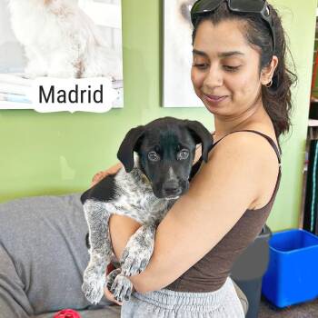 Madrid -  Mixed Breed Dog for Adoption in Lewisville, Texas - Madrid | PetCurious