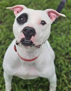 Rescue Mixed Breed Dogs for Adoption in West Chester, Pennsylvania - Rocky | PetCurious