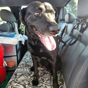 Rescue Black Labrador Retriever and Mixed Breed Dogs for Adoption in Lake Jackson, Texas - Belle | PetCurious