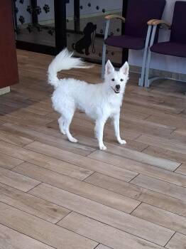 Rescue Chihuahua Dogs for Adoption in Fort Wayne, Indiana - Chase | PetCurious