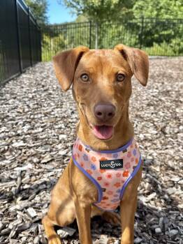 Rescue Vizsla Dogs for Adoption in Sagaponack, New York - Smudge | PetCurious