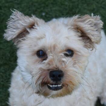 Chicken Nugget -  Miniature Poodle and Maltese Dog for Adoption in Auburn, Nebraska - Chicken Nugget | PetCurious
