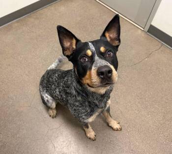 Rescue Cattle Dog Dogs for Adoption in Berkeley, California - Magnus | PetCurious