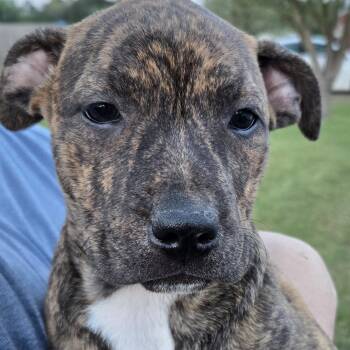 Catahoula Leopard Dog and Pit Bull Terrier Dogs Available for Adoption in Sheridan, Arkansas - Spice | PetCurious