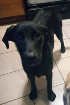 Rhonda -  Black Labrador Retriever Dog for Adoption in Bella Vista, Arkansas - Rhonda | PetCurious