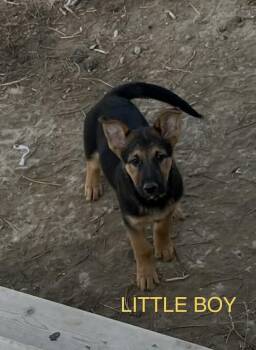 Little Boy aka Wolf -  German Shepherd Dog Dog Available for Adoption in Jerome, Idaho - Little Boy Aka Wolf | PetCurious
