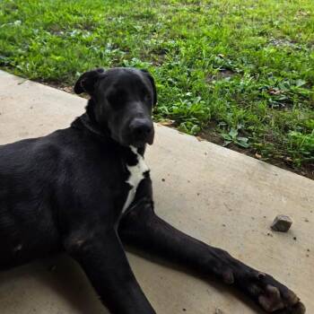 Genie -  Mixed Breed Dog for Adoption in Asheville, North Carolina - Genie | PetCurious