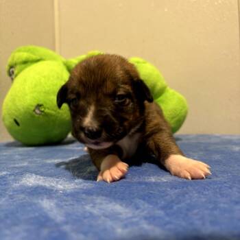 River -  Australian Cattle Dog Blue Heeler and Mixed Breed Dog for Adoption in Tampa, Florida - River | PetCurious