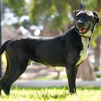 Koa -  Pointer and Black Labrador Retriever Dog for Adoption in Santa Ana, California - Koa | PetCurious