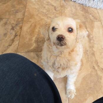 Lily boyd -  Cockapoo Dog for Adoption in Tunkhannock, Pennsylvania - Lily Boyd | PetCurious