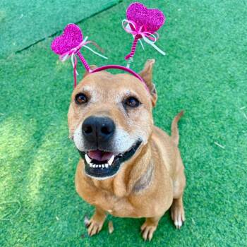 Carolina Dog Dogs Available for Adoption - Rosella "Rose", The Sweetest Blossom | PetCurious