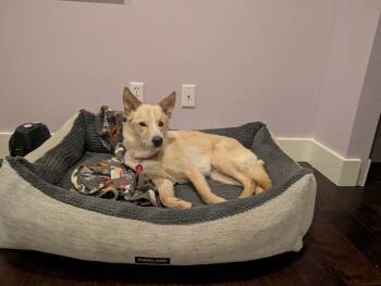 Treble -  German Shepherd Dog Dog for Adoption - Treble | PetCurious
