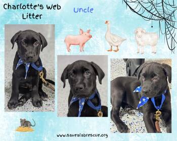 Charlottes Web Litter Uncle -  Labrador Retriever and Black Labrador Retriever Dog for Adoption in Middletown, Rhode Island - Charlottes Web Litter Uncle | PetCurious