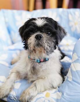 Shih Tzu Dogs Available for Adoption in Pasadena, California - Russell | PetCurious