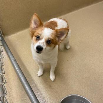 Max -  Pomeranian Dog for Adoption in Monroe, Georgia - Max | PetCurious