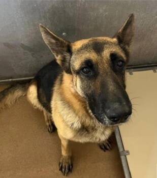 Squib -  German Shepherd Dog Dog for Adoption in Millcreek, Utah - Squib | PetCurious