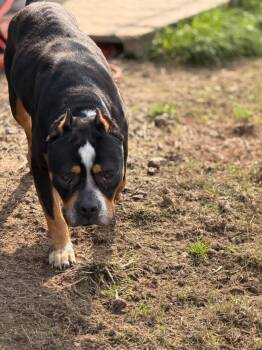 Bulldog Dogs Available for Adoption - Brassi | PetCurious