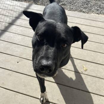 Rescue Jack Russell Terrier and Black Labrador Retriever Dogs for Adoption in Saluda, Virginia - Michael | PetCurious
