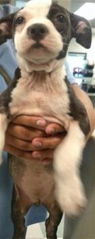 A478203 -  Pit Bull Terrier Dog for Adoption in Oklahoma City, Oklahoma - A478203 | PetCurious