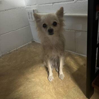 Thumbelina -  Chihuahua and Mixed Breed Dog for Adoption in Tacoma, Washington - Thumbelina | PetCurious
