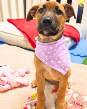 Shepherd Dogs Available for Adoption in Novato, California - Molly | PetCurious