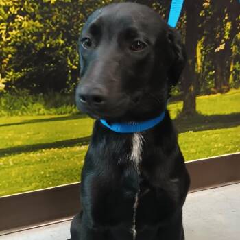Harel -  Black Labrador Retriever Dog for Adoption in Santa Ana, California - Harel | PetCurious