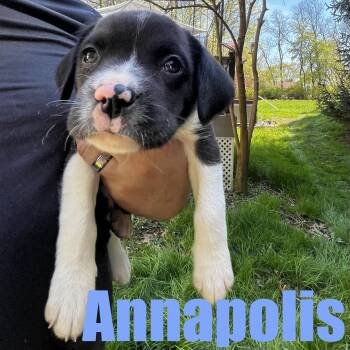 Hound and Mixed Breed Dogs Available for Adoption in Ellicott City, Maryland - Annapolis | PetCurious