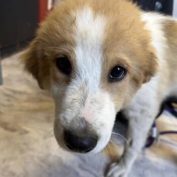 Zara -  Shepherd and Australian Shepherd Dog for Adoption in Potomac, Maryland - Zara | PetCurious