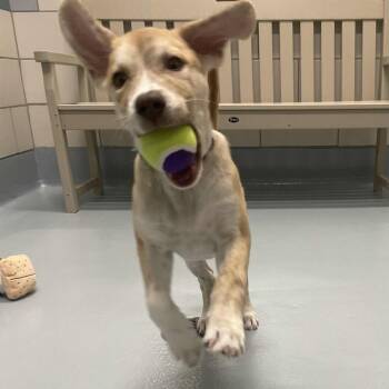 Theo -  Husky and Labrador Retriever Dog for Adoption in Beaumont, Texas - Theo | PetCurious