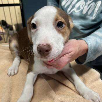 Hound Dogs Available for Adoption - Baron | PetCurious