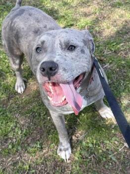 Mixed Breed Dogs Available for Adoption - Bruno Bono | PetCurious