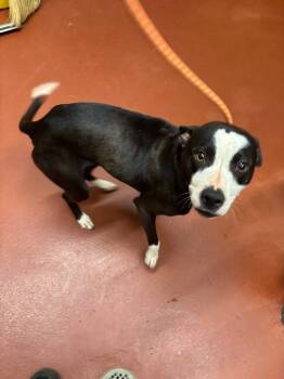 Rescue Pit Bull Terrier Dogs for Adoption in Douglasville, Georgia - Luna Triplett | PetCurious