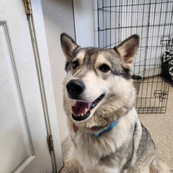 Rescue Mixed Breed Dogs for Adoption in Medford, Oregon - Nanook | PetCurious