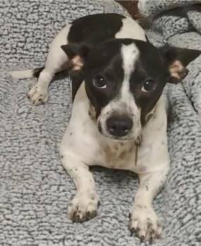 Chiweenie Dogs Available for Adoption in Manchester, Connecticut - Bean | PetCurious
