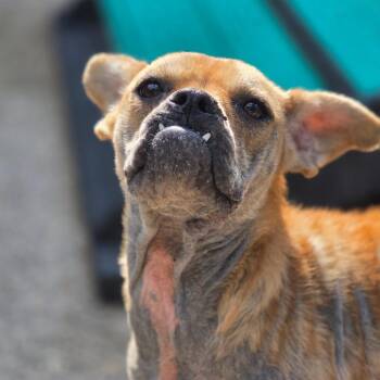 Mixed Breed Dogs Available for Adoption in Charleston, West Virginia - Ms. Ma