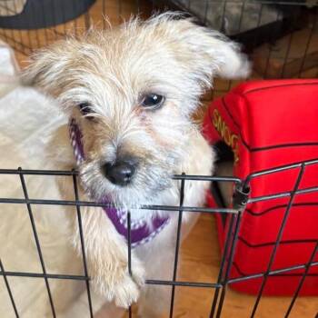 Mixed Breed Dogs Available for Adoption in Redwood Valley, California - Joey | PetCurious