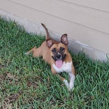 Black Mouth Cur and Basenji Dogs Available for Adoption in Seguin, Texas - Nala | PetCurious