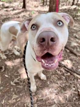Mixed Breed Dogs Available for Adoption in Charlotte, North Carolina - LOKI | PetCurious