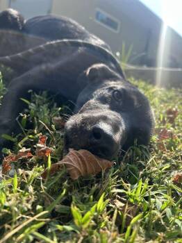 COTTON -  Pit Bull Terrier Dog for Adoption in Athens, Alabama - COTTON | PetCurious