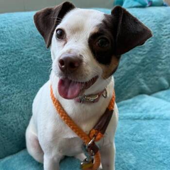 Ruby -  Mixed Breed Dog for Adoption in Westhampton, New York - Ruby | PetCurious