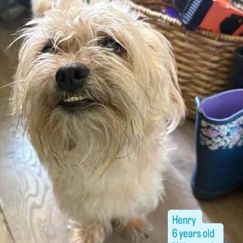 Henry -  Yorkshire Terrier Dog for Adoption in Tampa, Florida - Henry | PetCurious