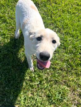 Rescue Anatolian Shepherd and Great Pyrenees Dogs for Adoption in Spring, Texas - Blizzard | PetCurious