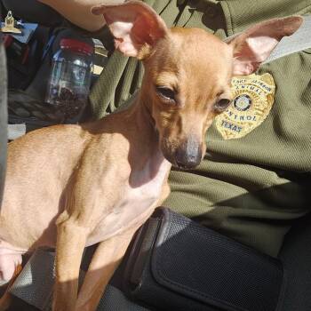 Chi Chi -  Chihuahua Dog for Adoption in Lake Jackson, Texas - Chi Chi | PetCurious
