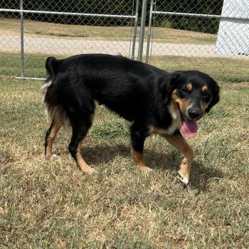 Inola -  Mixed Breed Dog for Adoption in Pauls Valley, Oklahoma - Inola | PetCurious