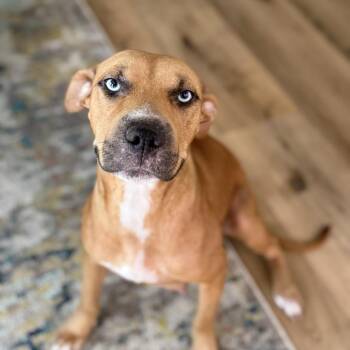 Layla Ray -  Catahoula Leopard Dog Dog for Adoption in New Orleans, Louisiana - Layla Ray | PetCurious